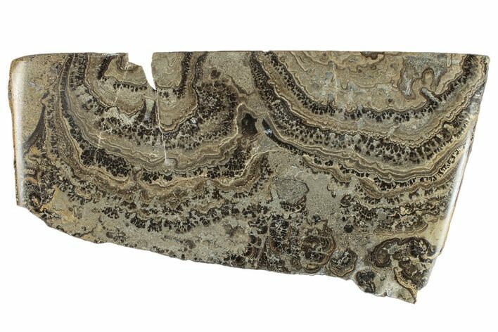 Devonian Stromatolite Slab - Orkney, Scotland #289661